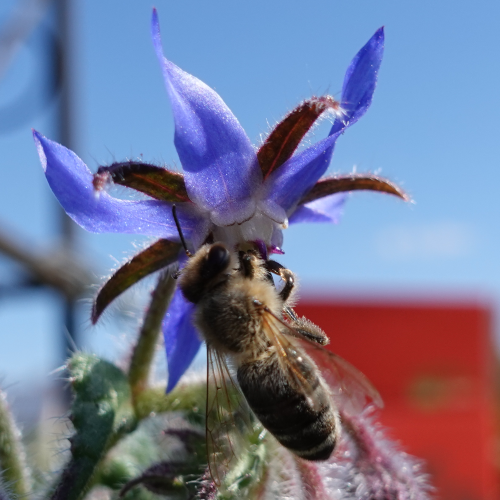 Borretsch-Blüte hat Bienenbesuch