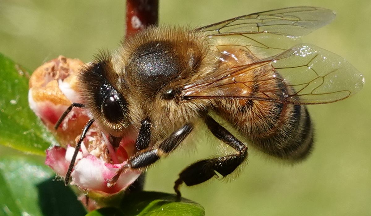 Biene auf Zwergmispel-Blüte