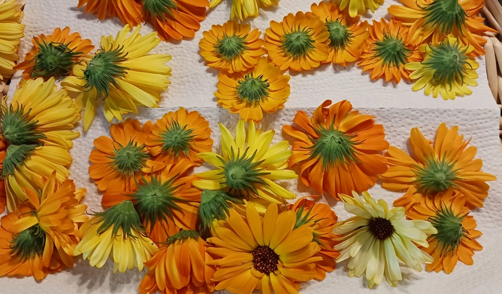 CalendulaBlueten