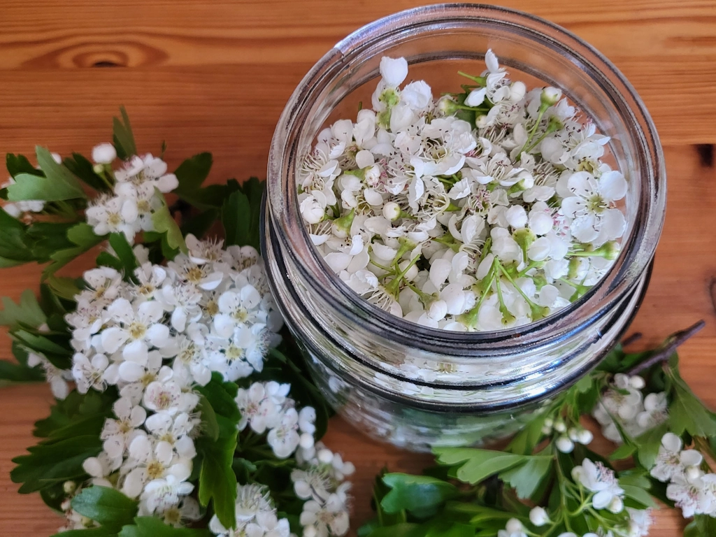 WeissdornBlueten-Tinktur
