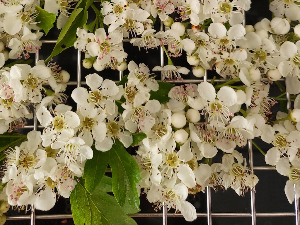 Weißdornblüten trocknen