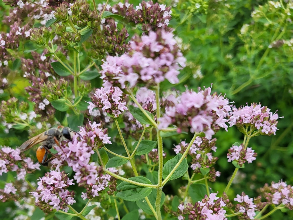 Oregano