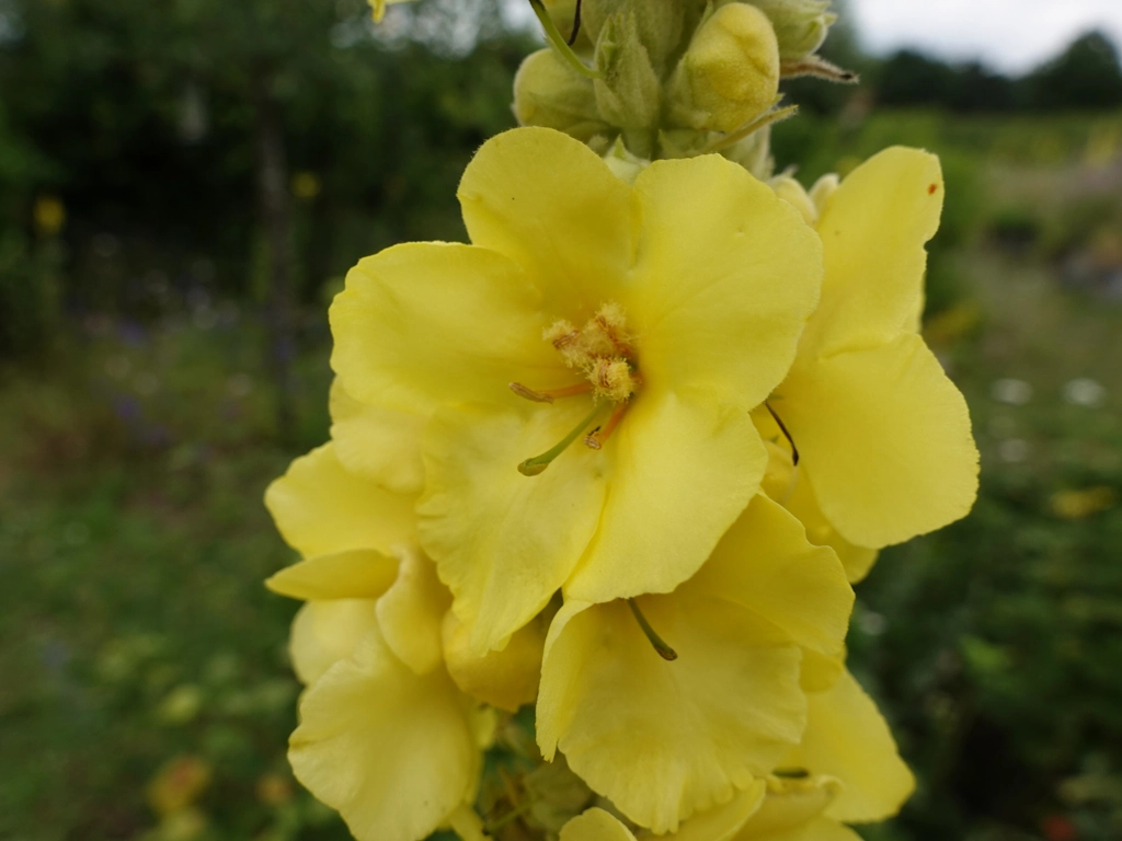 Königskerzenblüten
