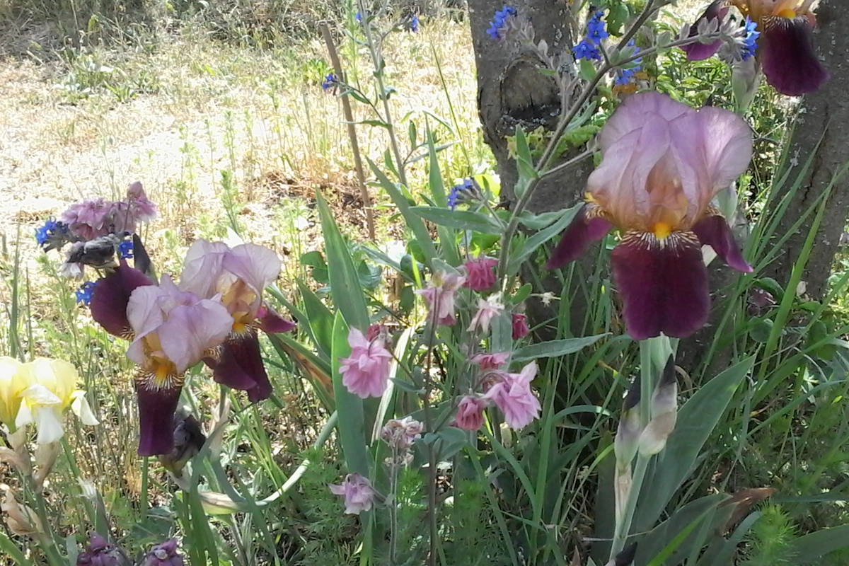 Bart-Iris