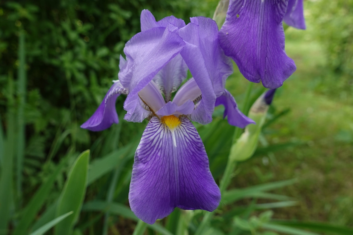 Iris blau