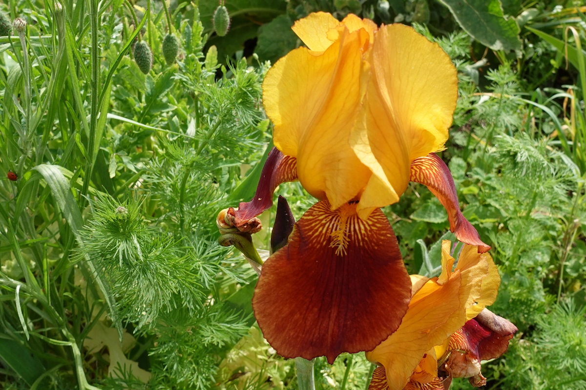 Iris gold-braun