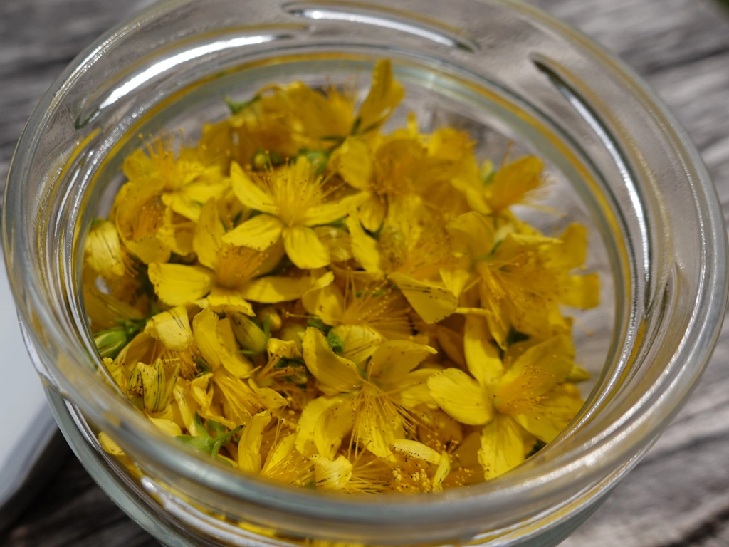 Johanniskraut Blüten