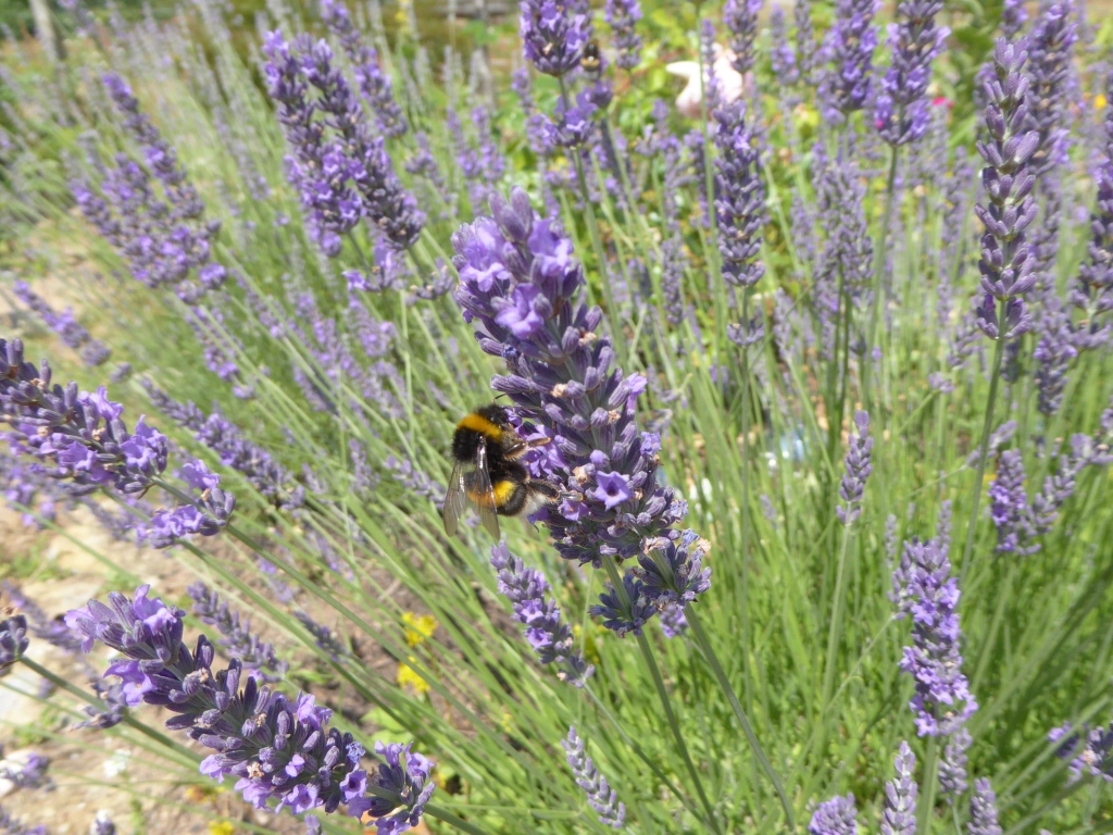 Lavendel