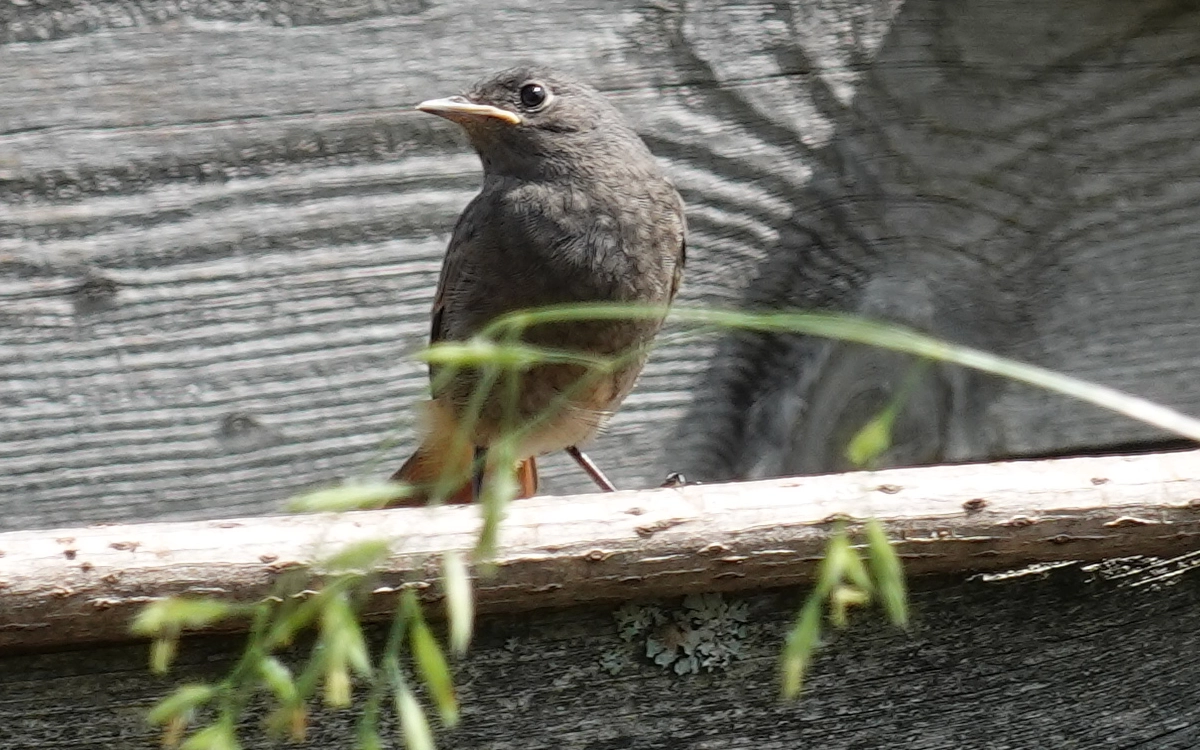 Rotschwänzchen