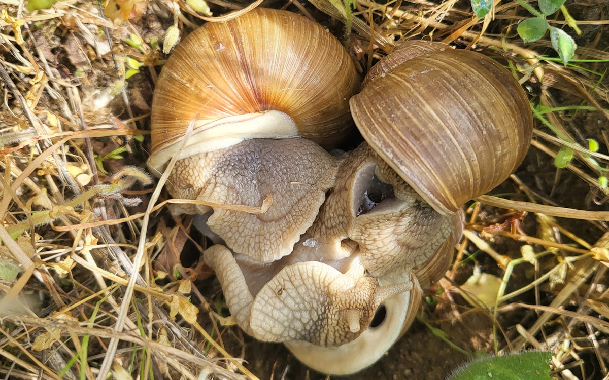 Weinbergschnecken beim Kuscheln
