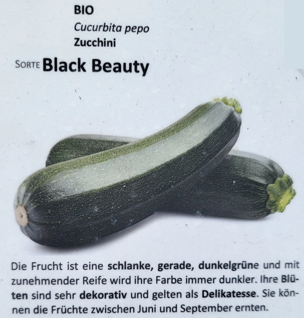 Zucchini Black Beauty